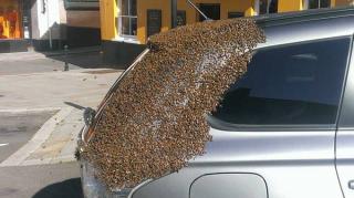 essaim-abeilles-suit-reine-coincee-dans-coffre-voiture