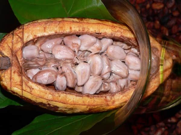 Fruit du cacao ouvert en deux