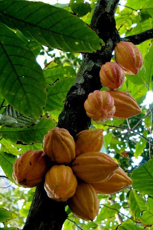 Fruits du cacao sur un arbre en train de pousser
