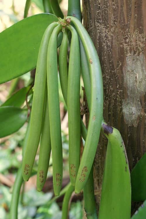 Gousse de vanille vertes qui poussent sur l'arbre