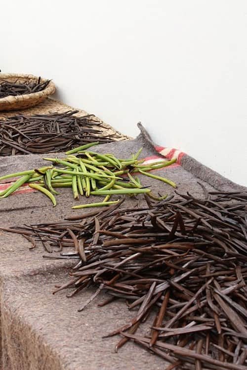 Gousses de vanille séchées qui sont noirs et les autres qui sont vertes