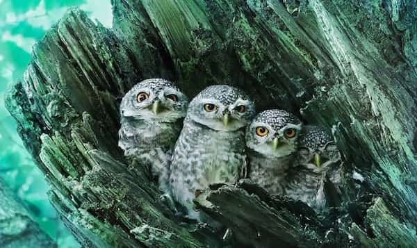 famille hiboux jeunes dans tronc d'arbre vert