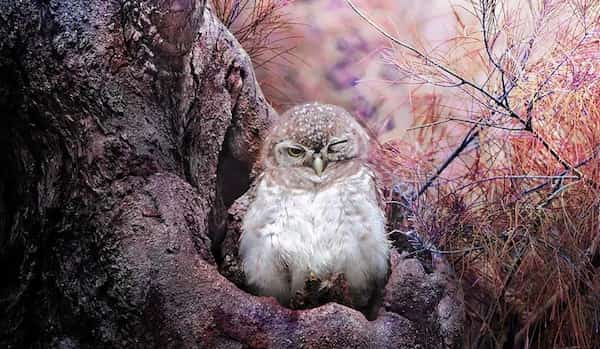 bébé chouette camouflage arbre