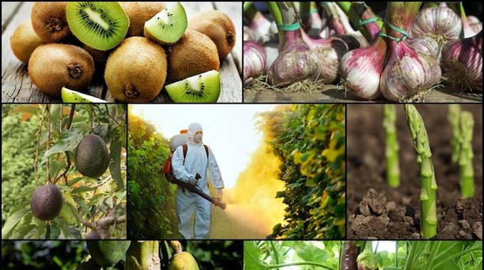 Les 10 Fruits et Légumes Les Plus Contaminés Par les Pesticides.