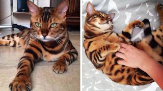 magnifique chat bengal tigre