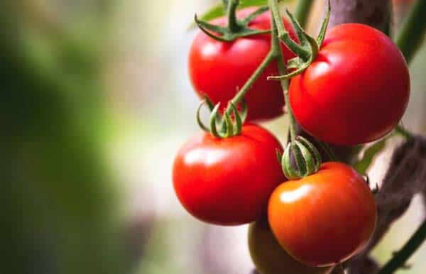 masque illuminer visage tomate
