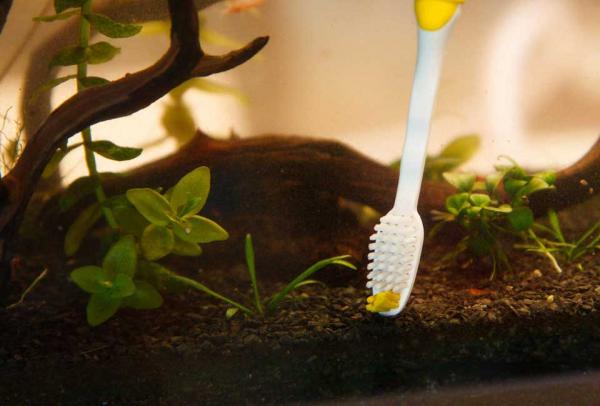 nettoyer un aquarium avec une brosse à dents