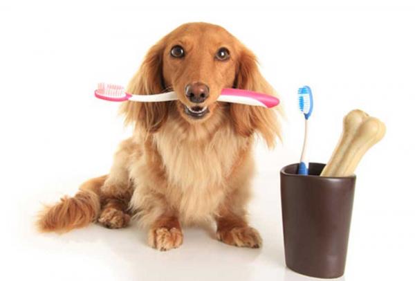 Une brosse à dents pour nettoyer les ongles de chiens