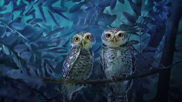 deux hiboux nuit couple