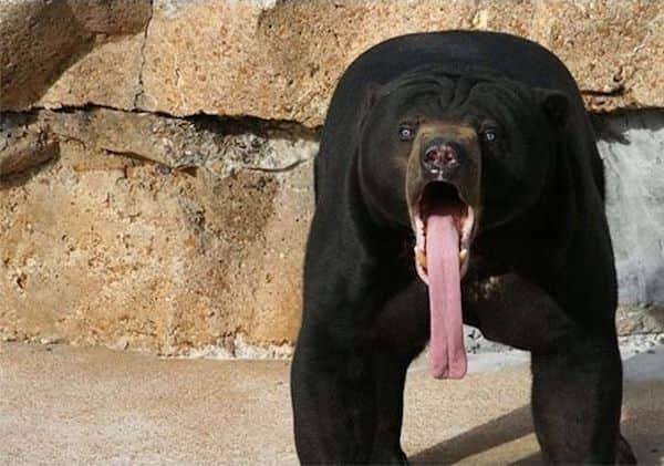 Un ours qui tire une langue très longue