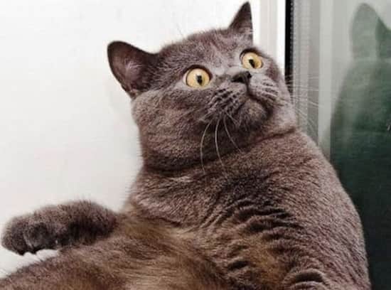 Voici un chat hilarant qui nous ressemble quand on vous raconte les derniers ragots du bureau.