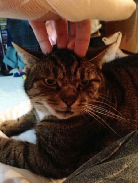 Voici un chat hilarant qui nous ressemble quand tout le monde nous pose des questions.