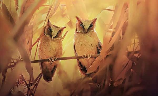 deux hiboux chouette  décor jaune naturel