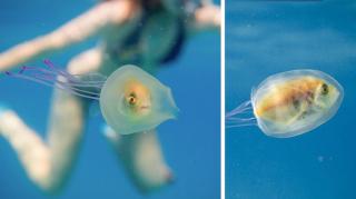 photo-poisson-dans-meduse-tim-samuel