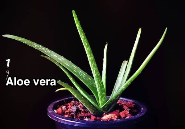  une plante d'aloe vera dans un pot