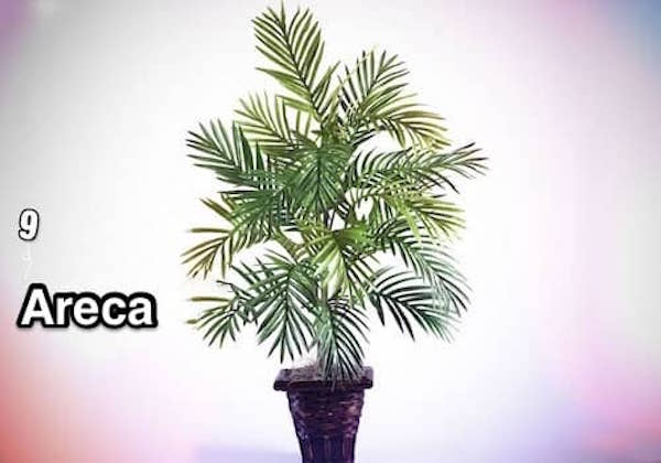 an areca or areca palmer in a pot