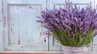 Plantes Anti-Moustiques efficaces
