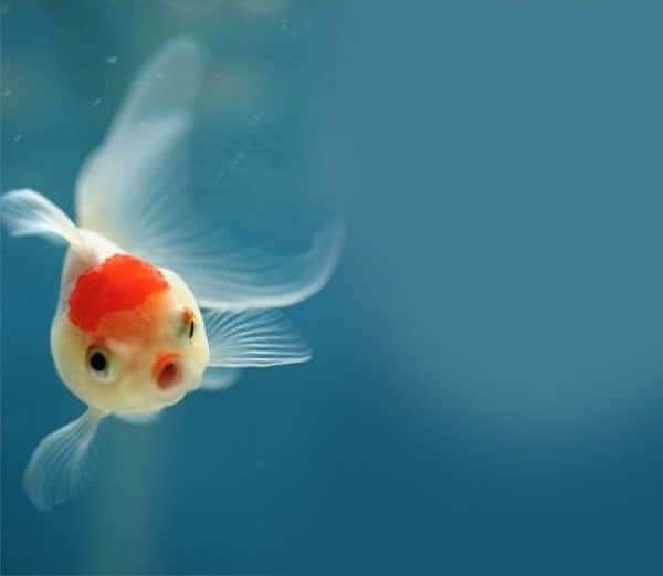 Poisson rouge dans l'eau qui est stupéfait