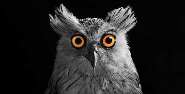 portrait hiboux gros plan gris