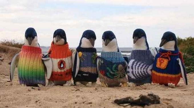 L'Homme le Plus Âgé d'Australie Tricote des Pulls Pour les Pingouins Blessés.