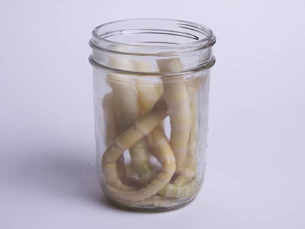 des racines de bambou dans un bocal pour halloween