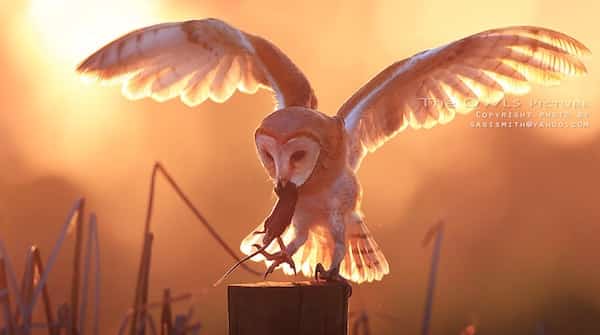 rapace chouette blanche avec proie coucher soleil