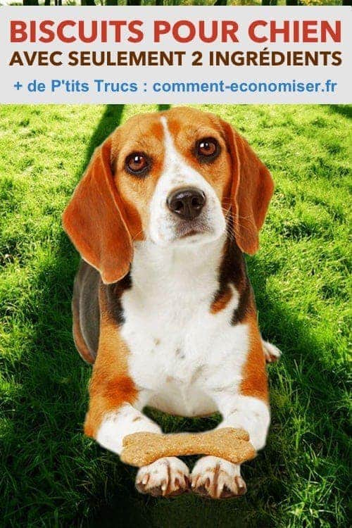 Recettes faciles et avec deux ingrédients seulement : les biscuits pour chien.