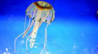 remede naturel soigner piqure meduse
