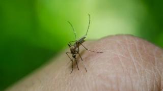 remedes-naturels-efficaces-contre-moustiques
