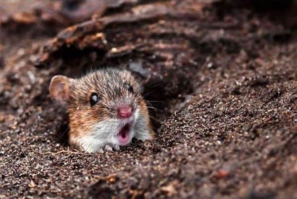 Souris qui sort d'un trou et qui est choqué par ce qu'elle voit