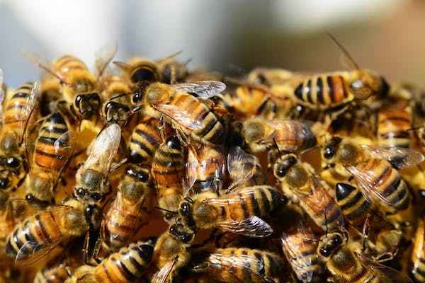 Auch auf der Insel Ouessan gedeihen Bienen