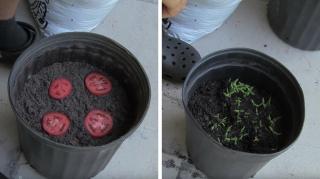 technique pour faire pousser tomates facilement