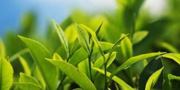 Le thé vert s'applique-t-il sur la peau ? 