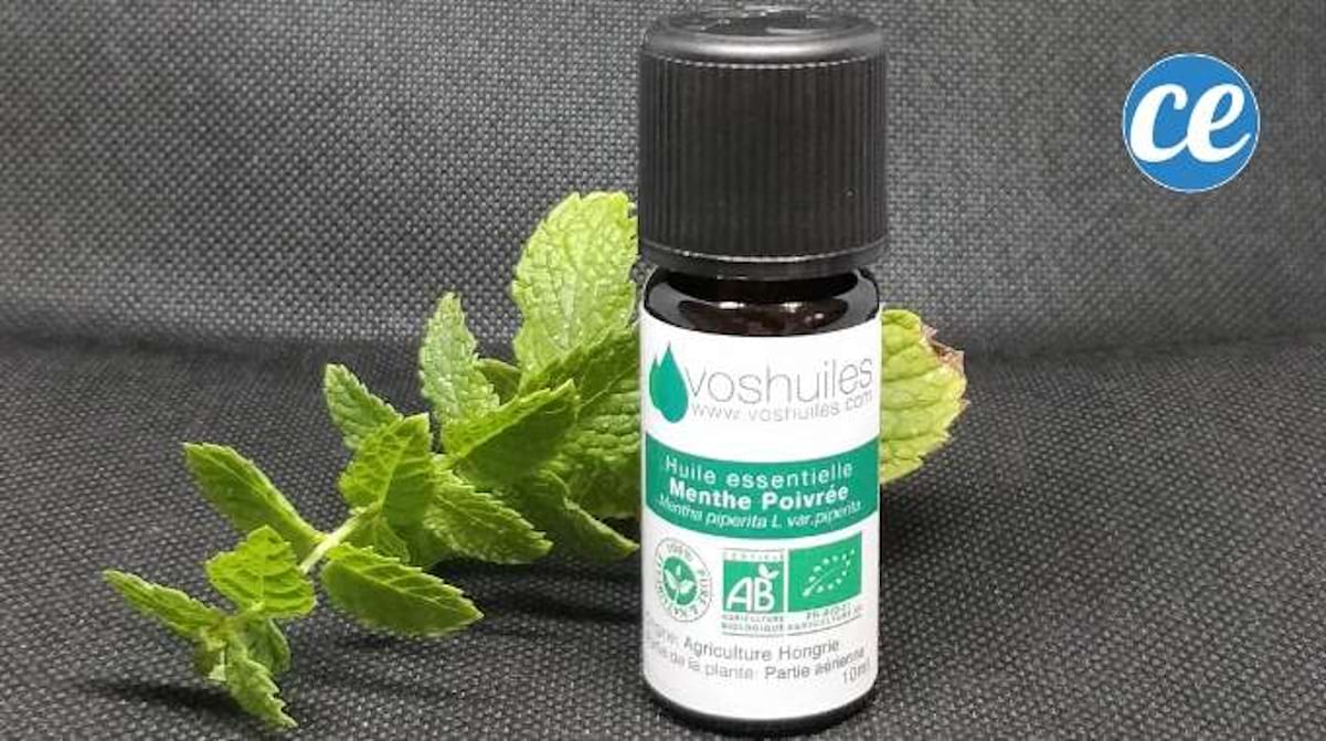 Huile Essentielle Menthe Poivrée Contre Les Souris Huiles Essentielles Repulsives Contre Rats Et Souris