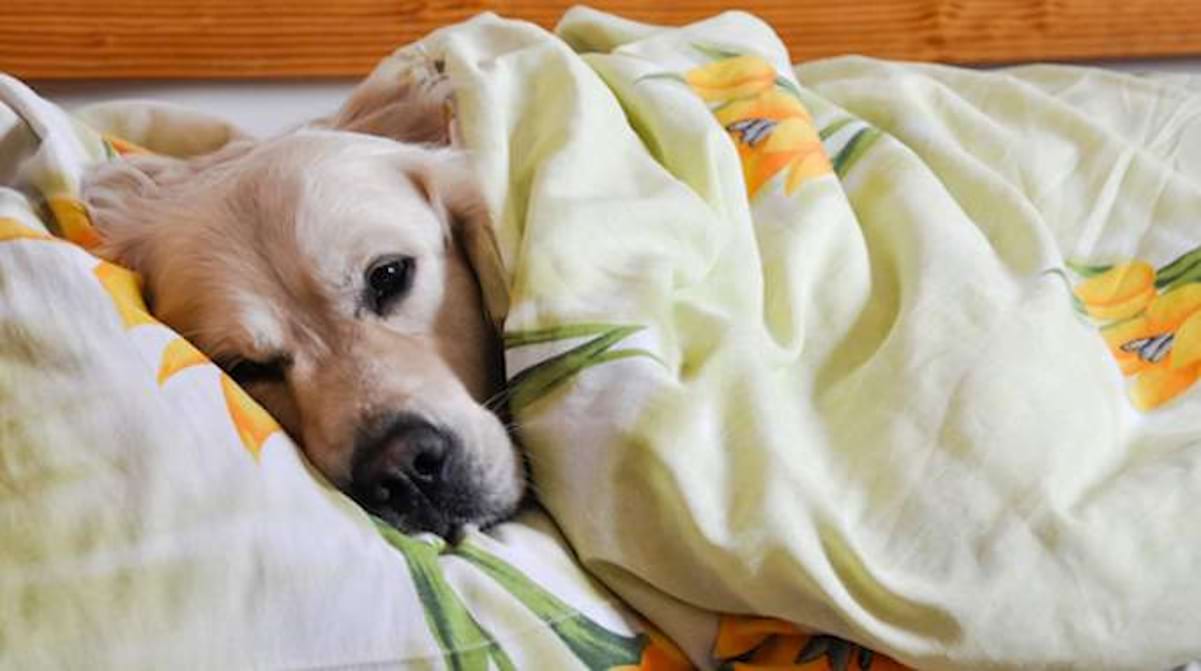 5 Bonnes Raisons De Dormir Avec Votre Chien