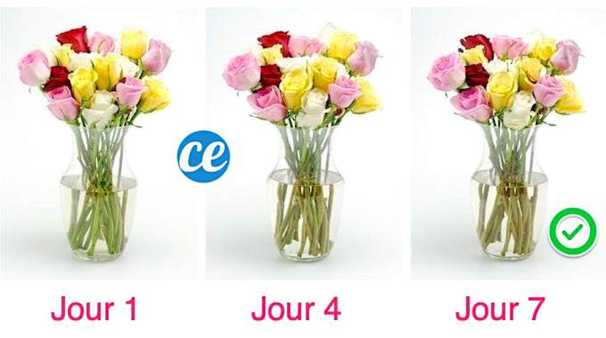 Comment Faire Durer Un Bouquet Plus Longtemps Lastuce De