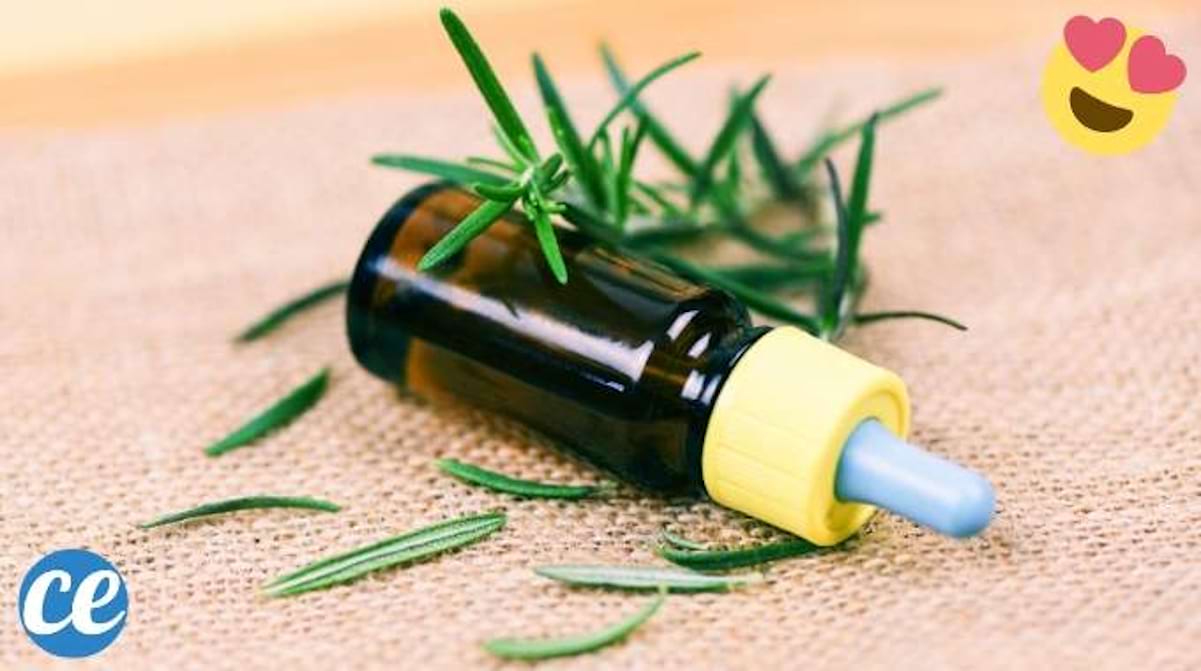 Huile Essentielle de Romarin : 12 Bienfaits Prouvés Scientifiquement.