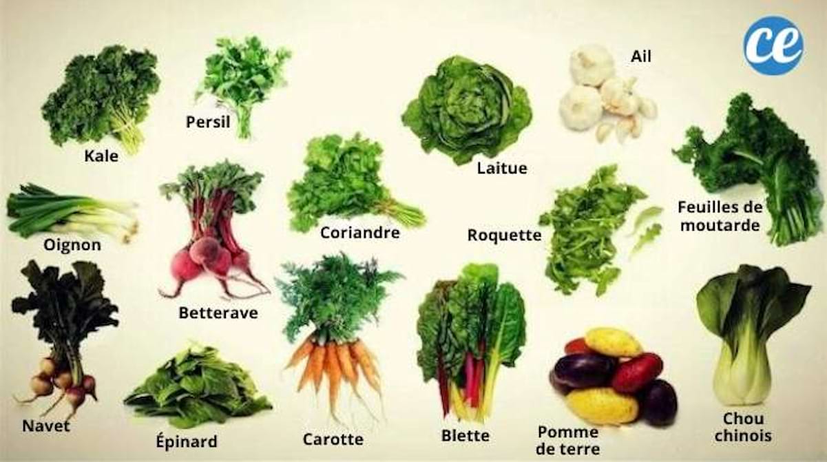 15 Légumes Qui Poussent Facilement à l'Ombre SANS Lumière ...
