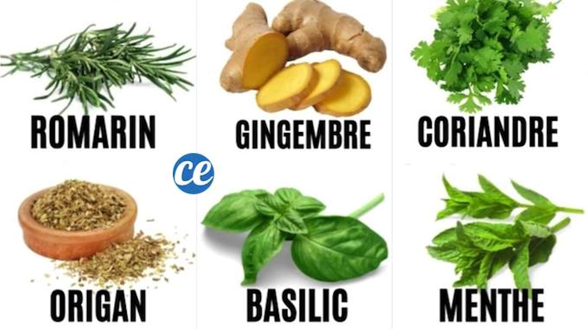 10 Plantes Qui Soignent Et Laquelle Utiliser Selon Vos Symptômes