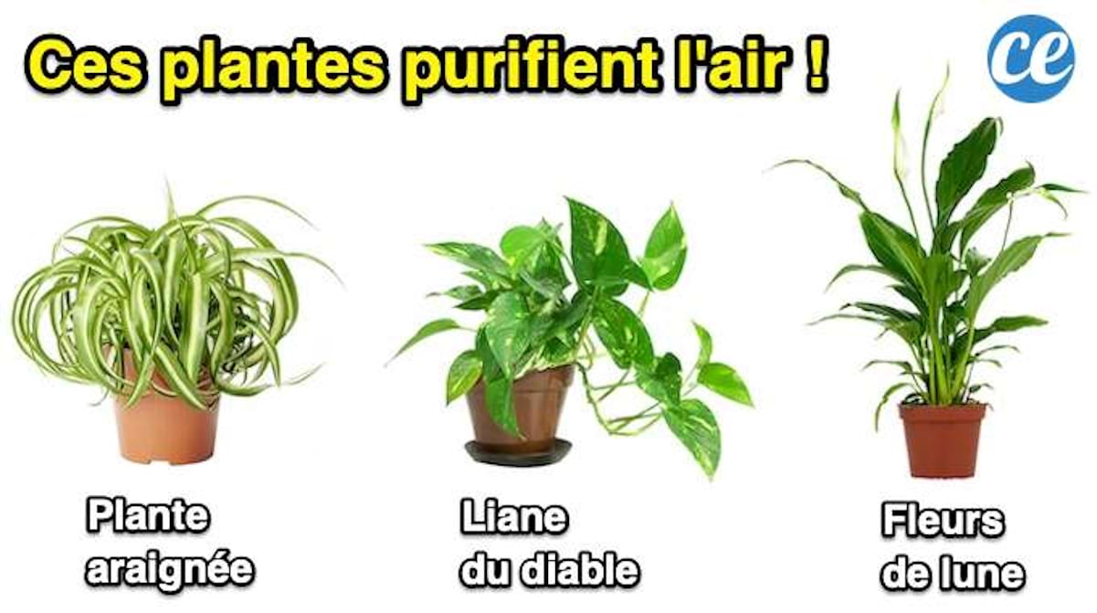 9 Plantes d'Intérieur Qui Nettoient l'Air de Votre Maison SANS Rien Faire.