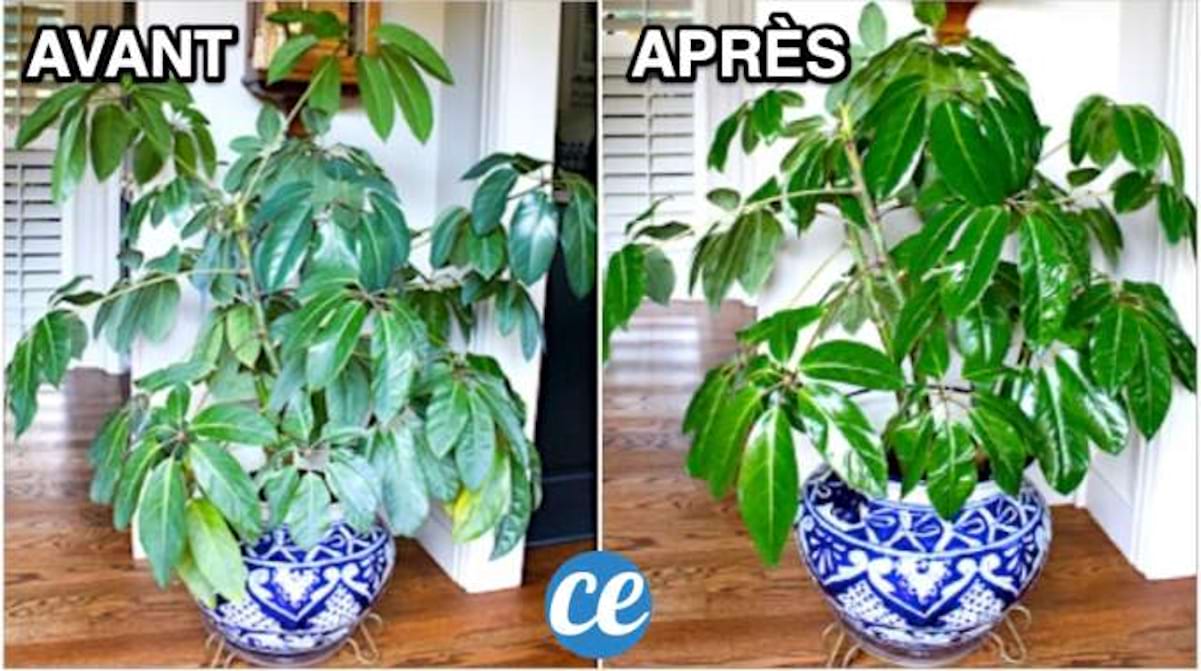 Comment sauver une plante qui jaunit ?