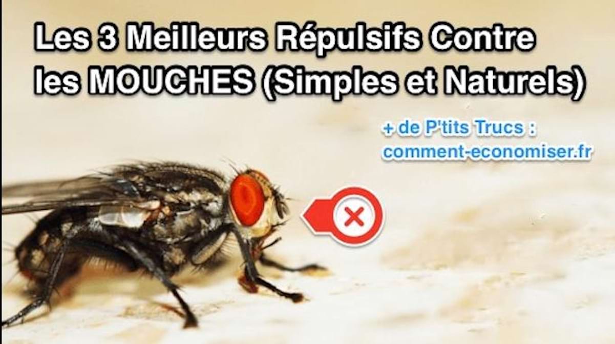 Les 3 Meilleurs Répulsifs Contre les MOUCHES (Simples et Naturels).
