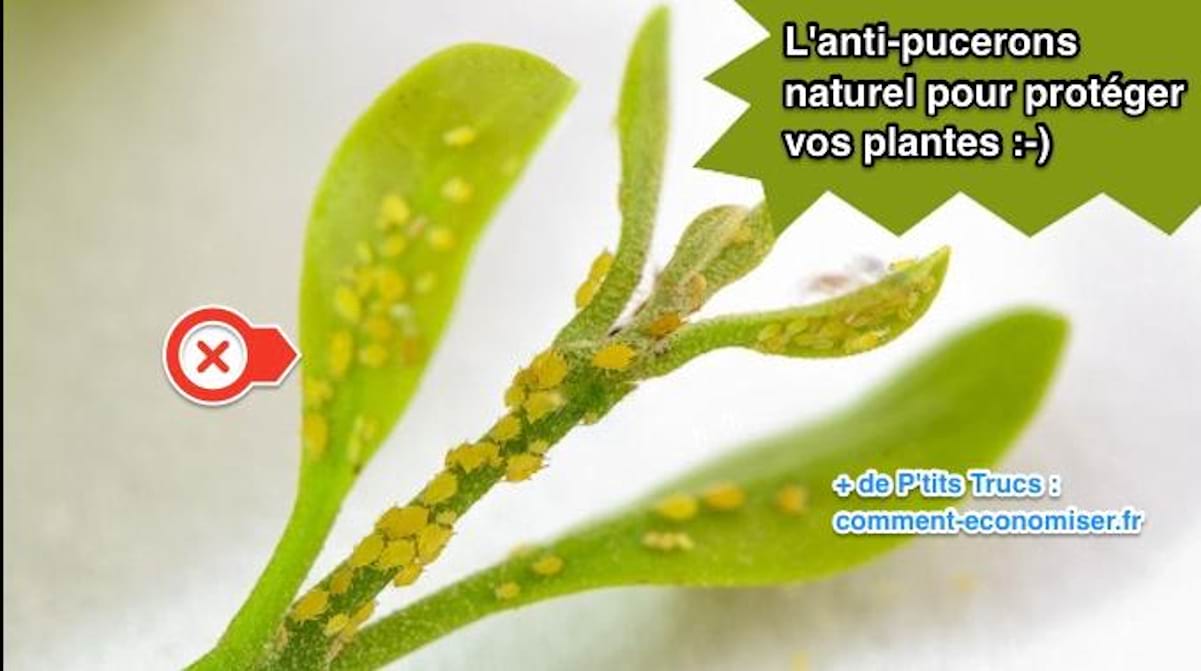 L'AntiPucerons Naturel et Efficace Pour Protéger Vos Plantes. — free download