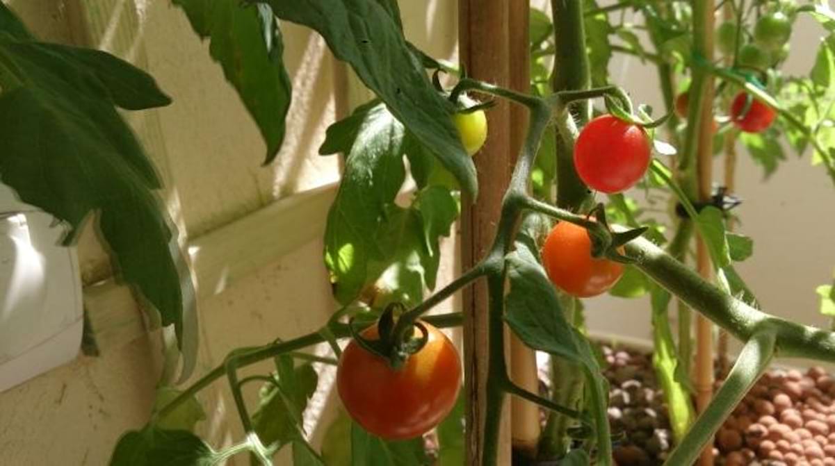 Comment Faire Pousser de Belles Tomates 100% Naturelles.