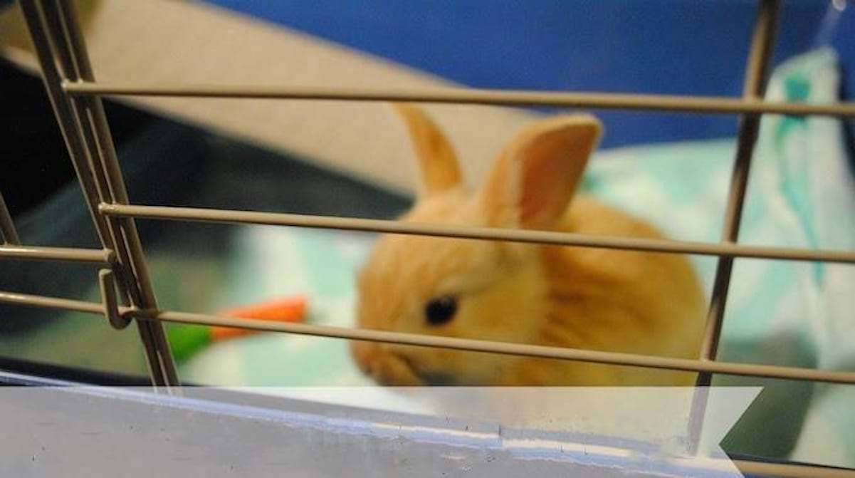 Comment Désinfecter la Cage de Votre Animal de Compagnie