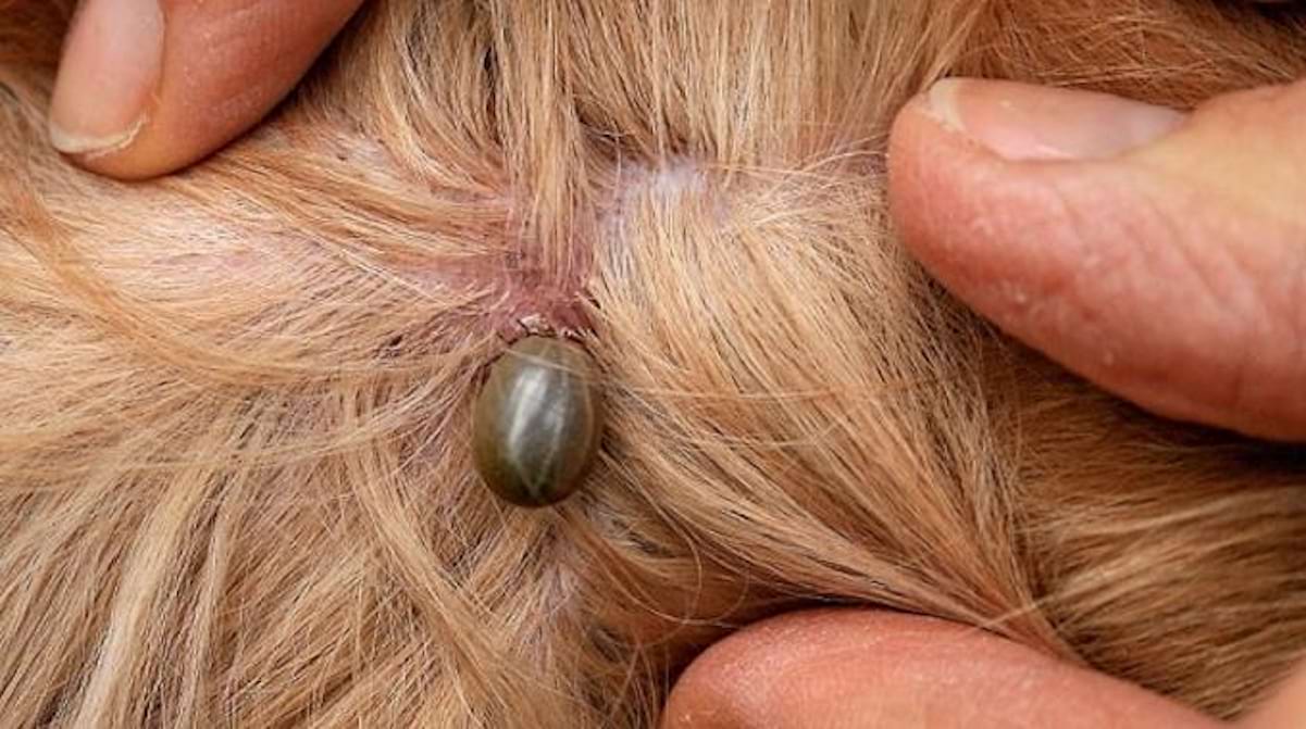 Résultat de recherche d'images pour "L'Astuce Pour Enlever une Tique d'un Chien Sans Pince"