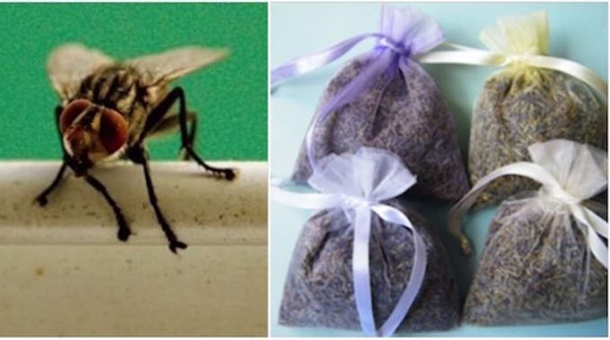 Que Faire Pour Chasser les Mouches de la Maison ? Le Truc Efficace et