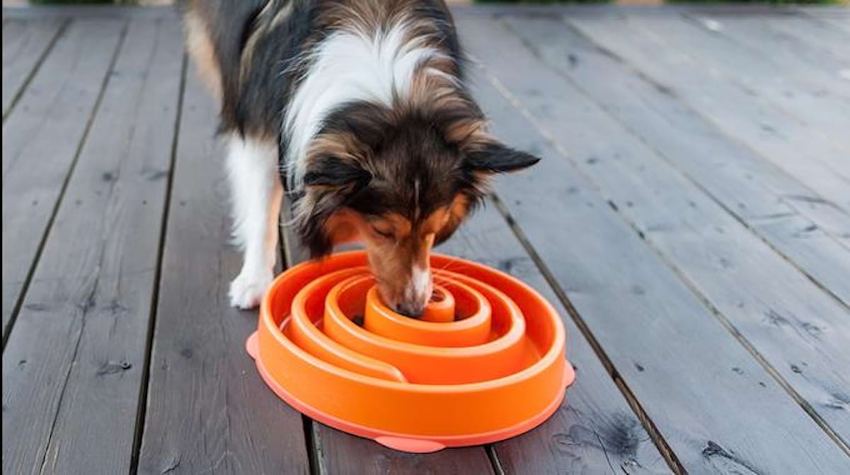 Produit Malin La Gamelle Qui Oblige Votre Chien à Manger DOUCEMENT.