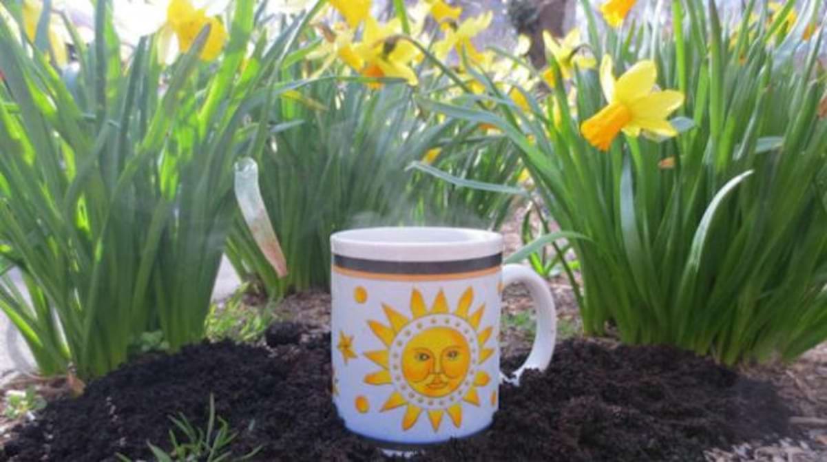 Est-ce que le café est bon pour les plantes ?