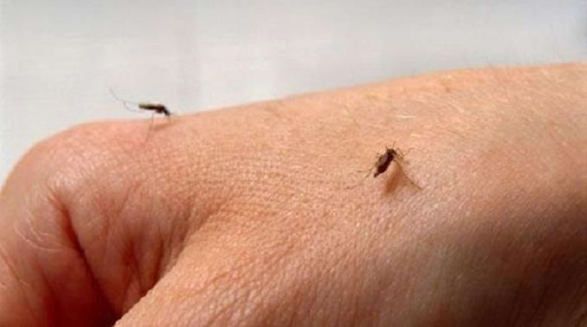 Faire Une Croix Sur Un Bouton De Moustique